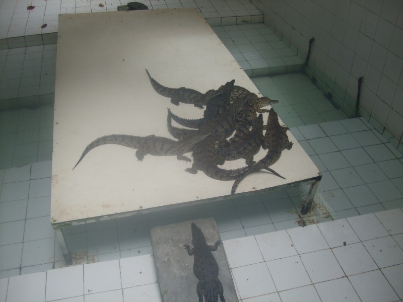 Mauritius 2010 - 0323 